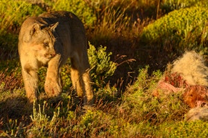 Puma© Stephen Martin