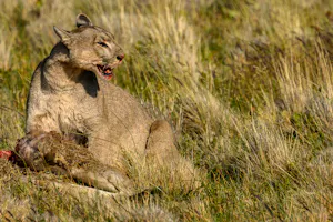 Puma© Stephen Martin