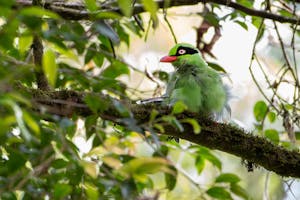 Green Magpie© Keri and Glenn Ciegler