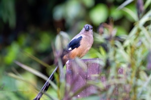 Bornean Treepie© Keri and Glenn Ciegler