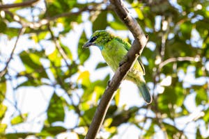 Typical Asian Barbet© Keri and Glenn Ciegler