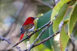Temminck's Sunbird© Keri and Glenn Ciegler