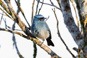 Warbling Flycatcher© Keri and Glenn Ciegler
