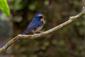 Snowy-browed Flycatcher© Keri and Glenn Ciegler