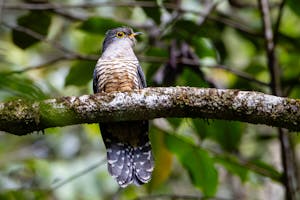 Cuckoo© Keri and Glenn Ciegler