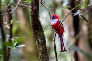Whitehead's Trogon© Keri and Glenn Ciegler