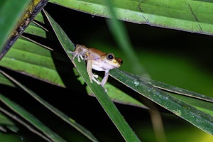 Masked Tree Frog© Keri and Glenn Ciegler