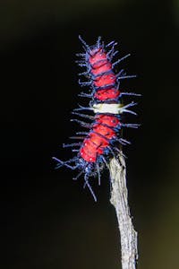 Lacewing Caterpillar© Keri and Glenn Ciegler