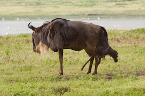 Wildebeest© Alan Robinson