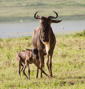 Wildebeests© Alan Robinson