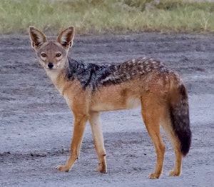 Jackal© Alan Robinson