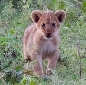 Lion Cub© Alan Robinson