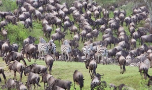 Zebras and Wildebeests© Alan Robinson