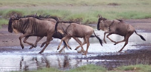 Wildebeests© Alan Robinson