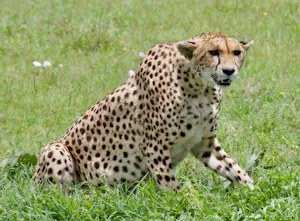 Cheetah© Alan Robinson