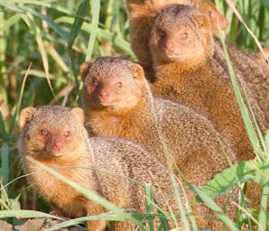 Mongooses© Alan Robinson