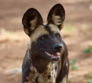 African Wild Dog © Alan Robinson