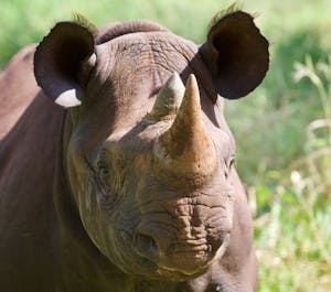 Rhino © Alan Robinson