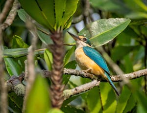 Collared Kingfisher© Grace Chen
