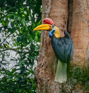 Sulawesi Hornbill© Grace Chen
