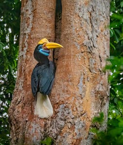Sulawesi Hornbill© Grace Chen