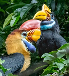 Sulawesi Hornbills© Grace Chen