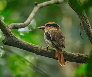 Sulawesi Lilac Kingfisher© Grace Chen