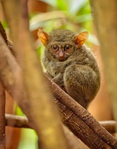 Spectral Tarsier© Grace Chen