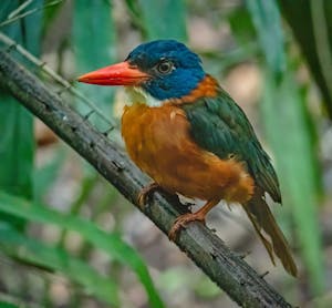 Green-backed Kingfisher© Grace Chen