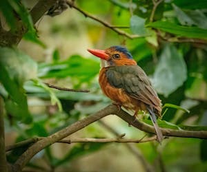 Green-backed Kingfisher© Grace Chen