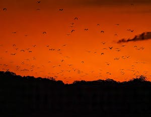 Wildlife of Sulawesi and Komodo Islands Sunset© Grace Chen