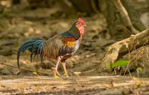 Rooster© Grace Chen