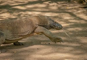 Komodo Dragon© Grace Chen