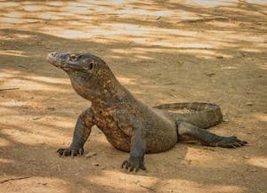 Komodo Dragon© Grace Chen