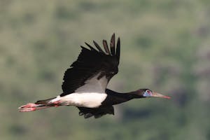 Abdim's Stork © Gregory Hachigian
