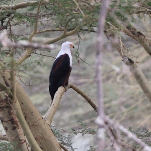 American Fish Eagle© Gregory Hachigian