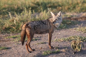 African Golden Wolf© Gregory Hachigian