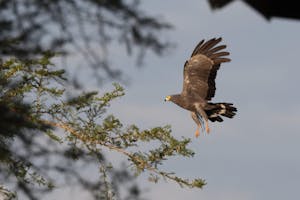 African Harrier-Hawk© Gregory Hachigian