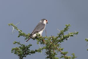 African Pygmy Falcon© Gregory Hachigian