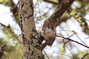 African Scops-Owl© Gregory Hachigian