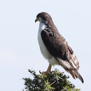 Augar Buzzard© Gregory Hachigian