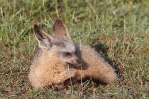 Bat-eared Fox© Gregory Hachigian