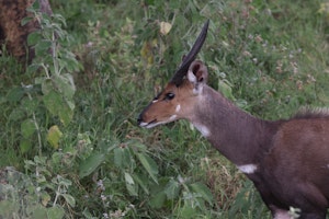 Bushbuck© Gregory Hachigian