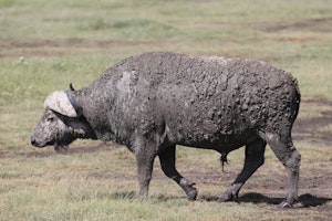 Cape Buffalo© Gregory Hachigian