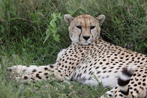 Cheetah© Gregory Hachigian