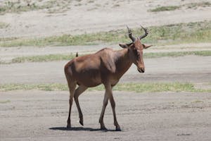 Coke's Hartebeest© Gregory Hachigian