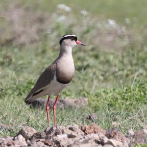 Crowned Lapwing© Gregory Hachigian