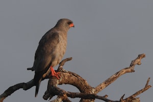 Dark Chanting-goshawk© Gregory Hachigian