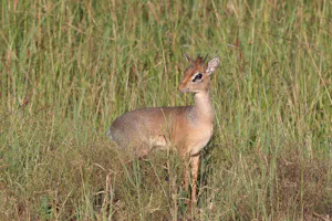 Dik-dik© Gregory Hachigian