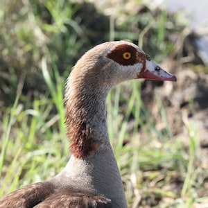 Egyptian Goose© Gregory Hachigian